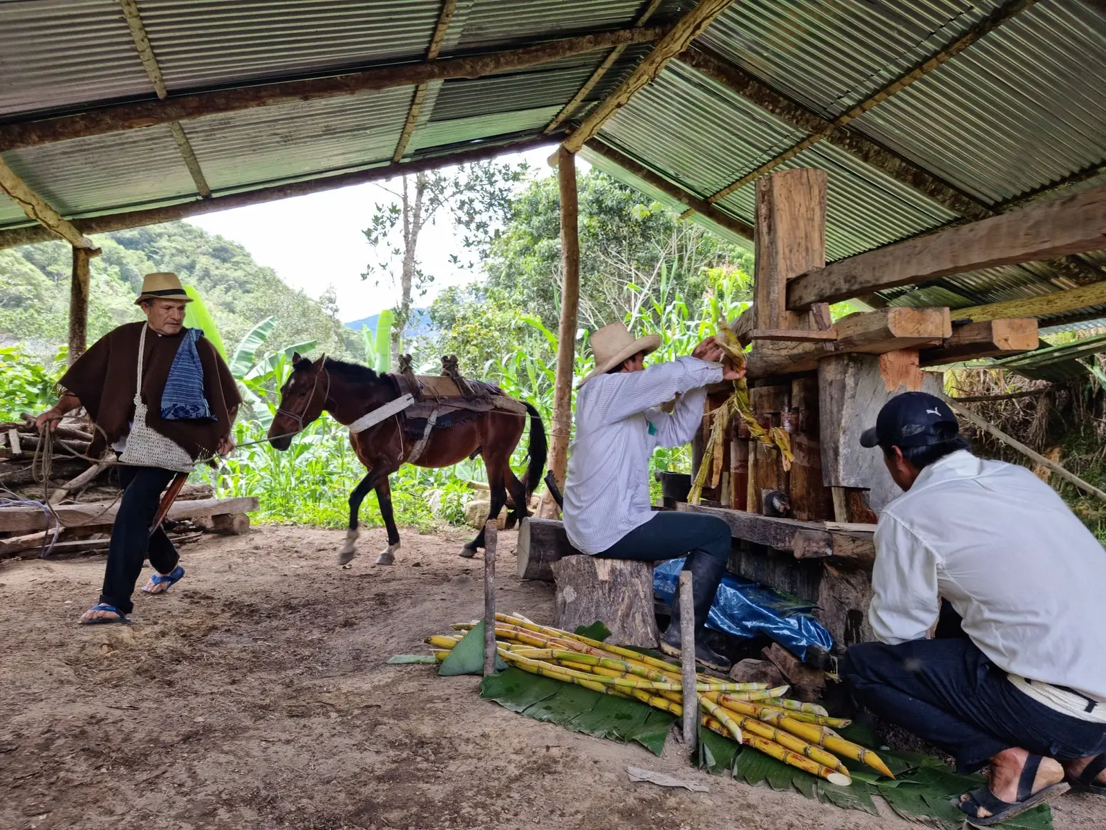 Caballo moviendo un trapiche de madera mientras dos hombres muelen caña de azúcar