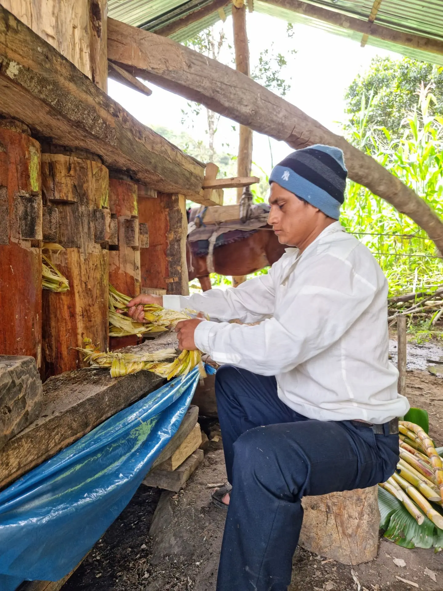 Hombre introduciendo caña de azúcar en un trapiche de madera bajo techo de calamina