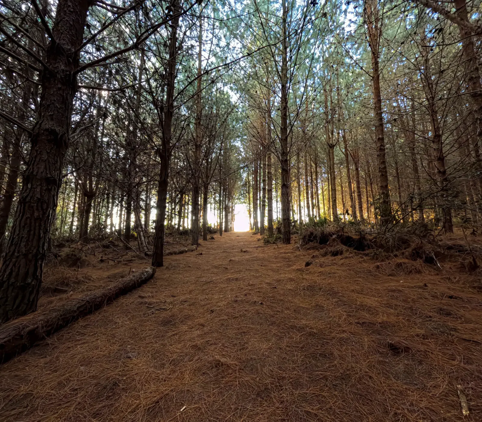 Sendero alfombrado de hojas secas entre los troncos de un pinar