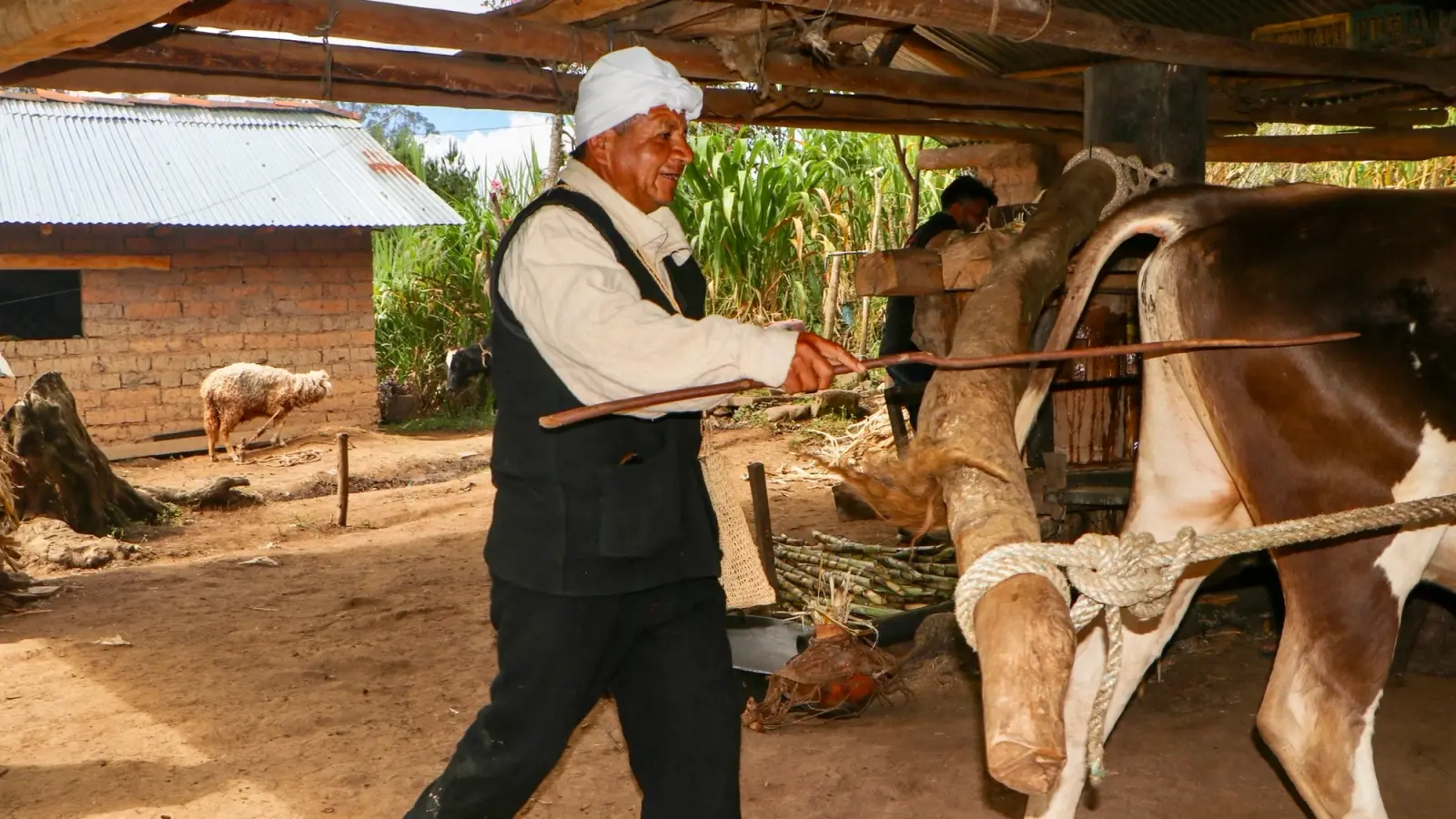 Señor guía al buey que mueve el trapiche de madera para moler caña