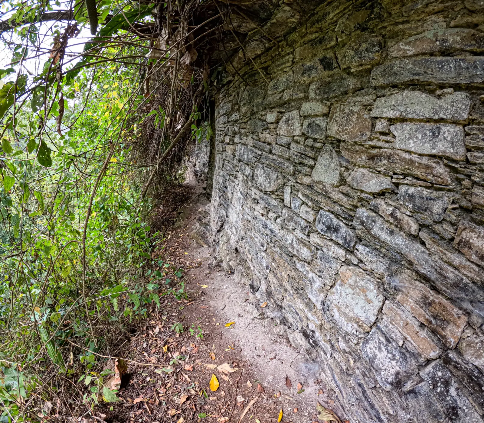 Sendero angosto junto a un muro de piedra antiguo cubierto de vegetación