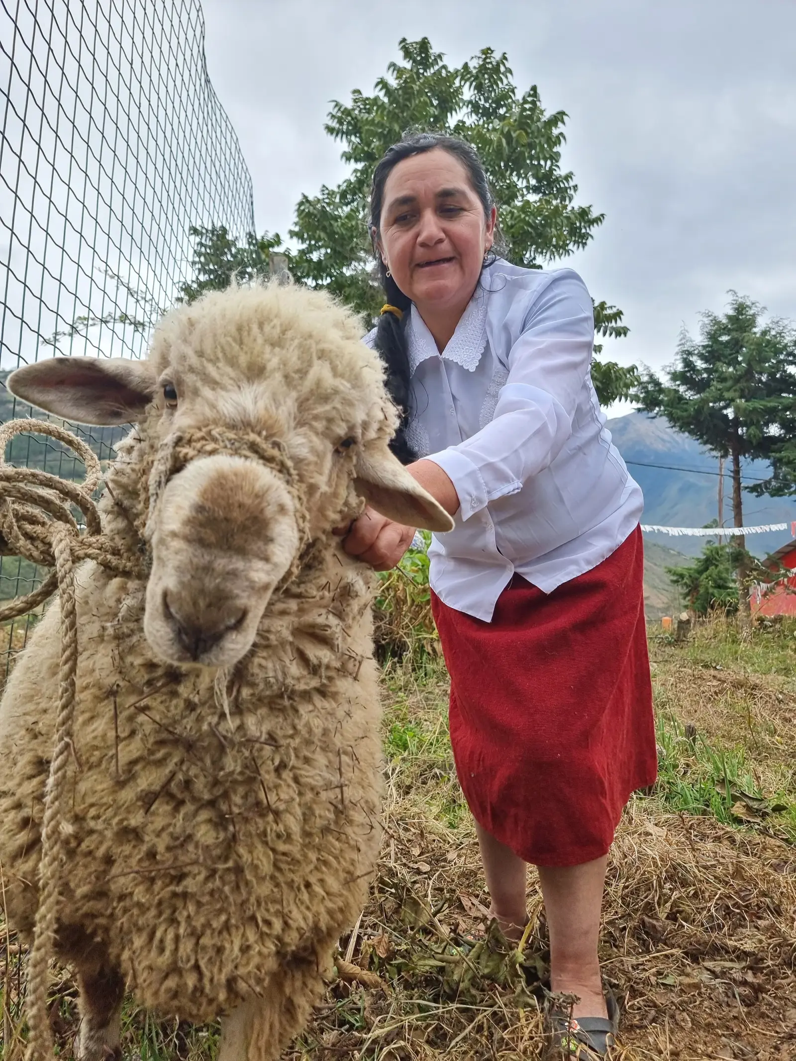 Artesana junto a una oveja de lana larga atada con una soga