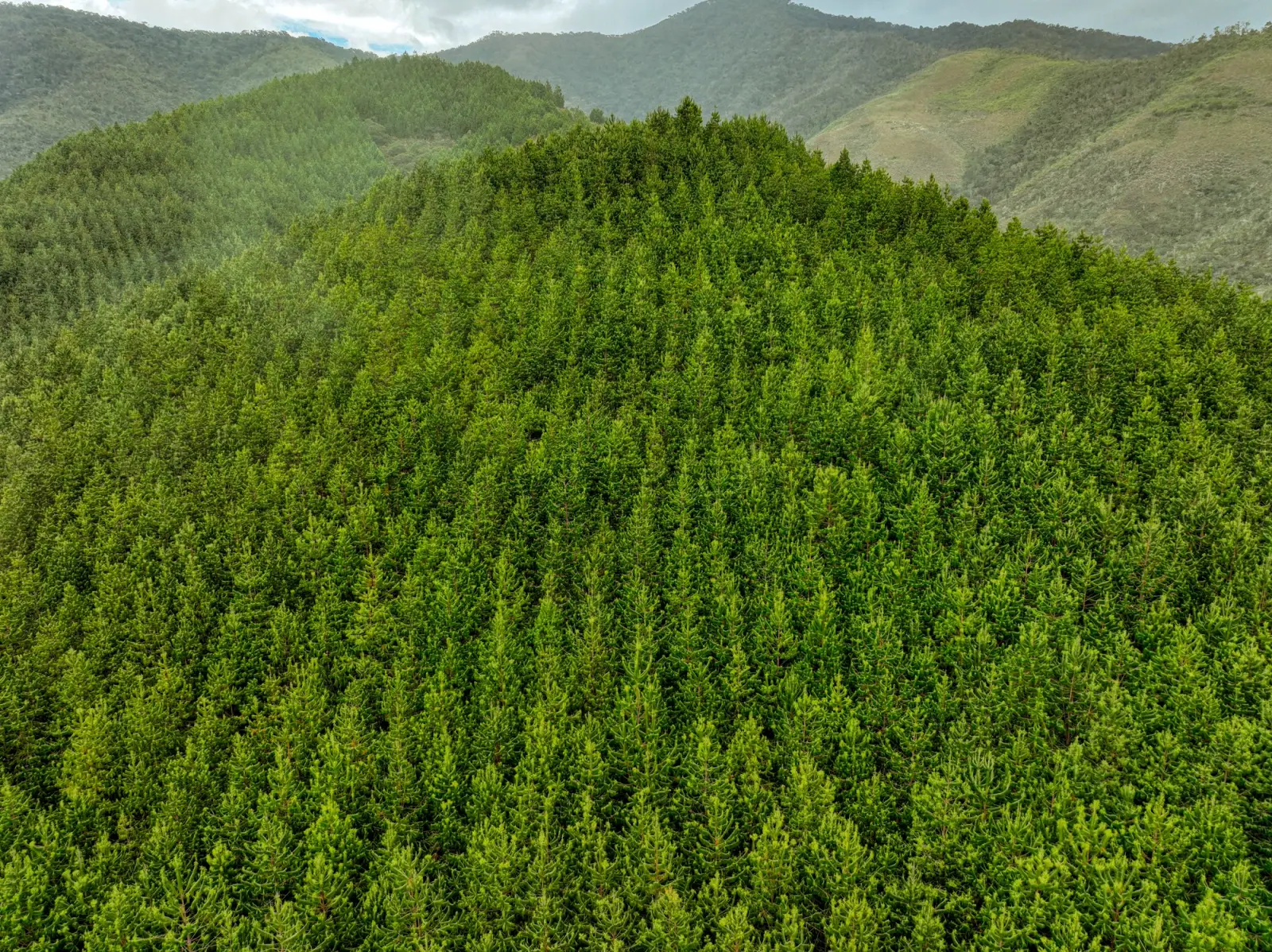 Vista aérea de un bosque de pinos que cubre las colinas