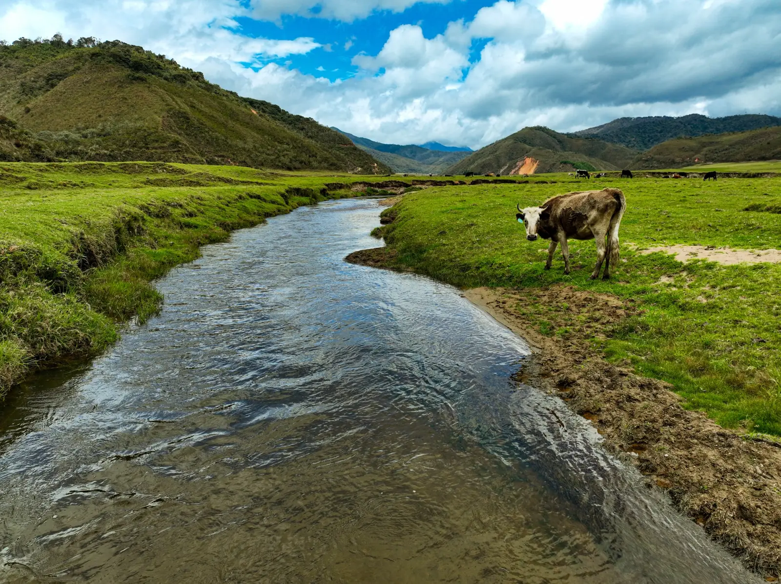 Vaca pastando a orillas de un río que cruza un valle verde